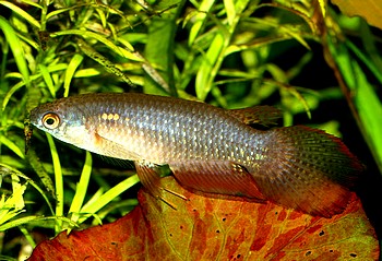 Pterolebias longipinnis, Schleierkrpfling