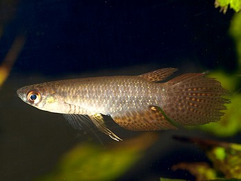 Pterolebias zonatus Gestreifter Schleierkrpfling 