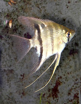 Pterophyllum leopoldi, Leopolds Segelflosser