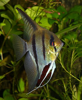Pterophyllum scalare