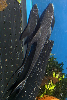 Pterosturisoma microps Flgelstrwels 