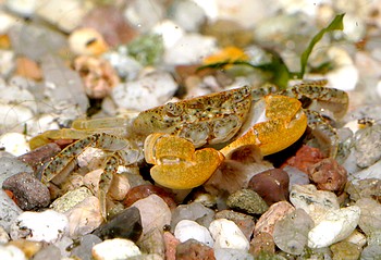 Ptychognathus barbatus Pompomkrabbe 