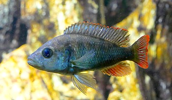 Pundamlia pundamilia Makobe-Zebramaulbrter 