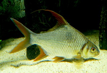 Puntioplites falcifer Mekong-Sichelbarbe 03