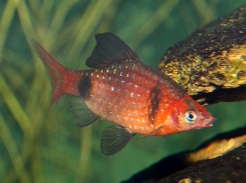 Puntius bandula Bandulabarbe 