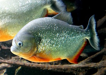 Pygocentrus cariba Roter Schulterfleck-Piranha 