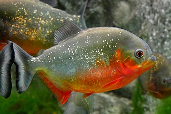 Pygocentrus natteri Roter Piranha 