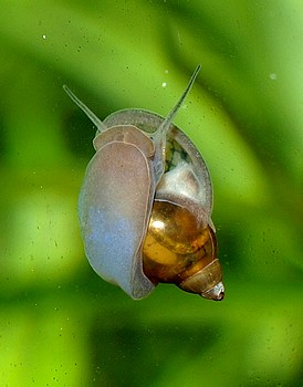 Physella acuta, Spitze Quellblasenschnecke, Swasserschnecke