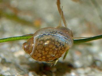 Physella acuta, Spitze Quellblasenschnecke, Swasserschnecke
