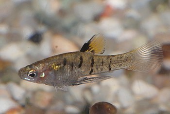 Quintana atrizona Glaskrpfling 