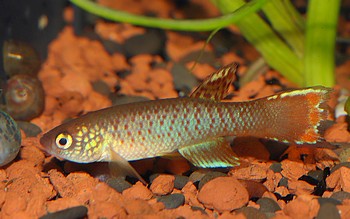 Rachovia spec MONTERIA 