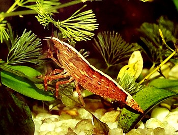 Atyopsis moluccensis, Radargarnele, Swassergarnele