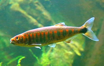 Raiamas christyi Kupfernasen-Raubbarbe  