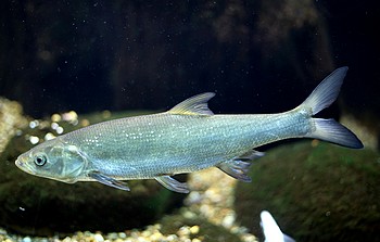 Aspius aspius, Rapfen