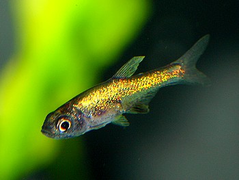 Rasbora axelrodi neon 