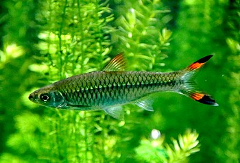 Rasbora caudimaculata Scherenschwanzbrbling 