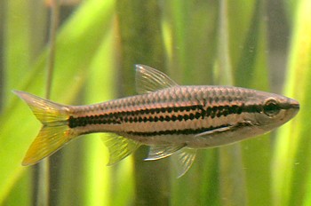Rasbora cephalotaenia Zweibindenbrbling 