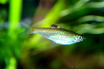 Rasbora dorsiocellata, Leuchtaugenbrbling