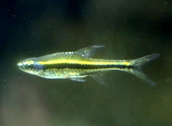 Rasbora gracilis 
