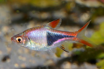 Rasbora heteromorpha Keilfleckbrbling 