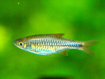 Rasbora lacrimula Kirschfleckbrbling
