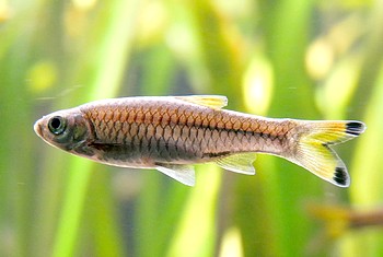 Rasbora rasbora Ganges-Brbling 