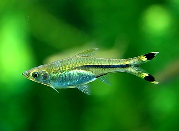 Rasbora trilineata Flaggenschwanz-Glasbrbling 