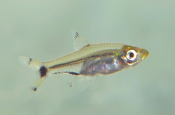 Rasbosoma spilocerca Scherenschwanz-Zwergrasbora 