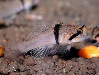 Redigobius baltaetus 