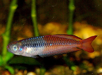 Rhadinocentrus ornatus 