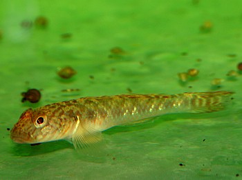 Rhinogobius giurinus, Chinesische Goldtpfelgrundel
