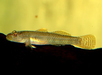 Rhinogobius maculafasciatus Gestreifte Rotpunktgrundel 