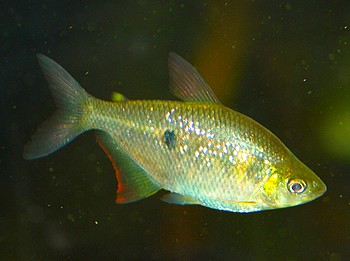 Rhoadsia altipinna Regenbogensalmler 