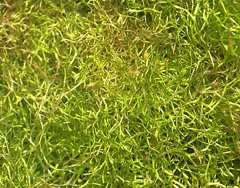 Riccia fluitans, Teichlebermoos