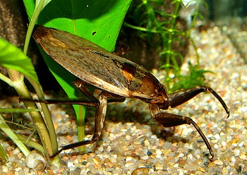 Abedus spec., Riesenwasserwanze