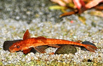 Rineloricaria fallax Roter Hexenwels