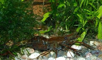 Macrobrachium dayanum, Ringelhandgarnele, Süßwassergarnele Macrobrachium dayanum, Ringelhandgarnele, Süßwassergarnele