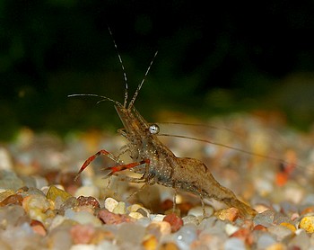 Macrobrachium dayanum,  Ringelhandgarnele, Swassergarnele