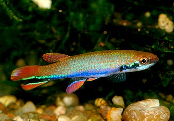 Laimosemion xiphidius, Blaustreifen-Bachling