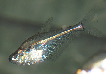 Roeboides descalvadensis 