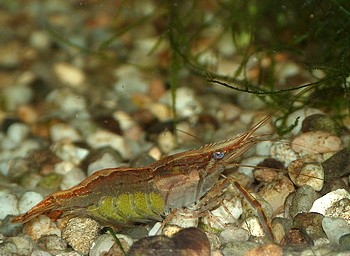 Macrobrachium spec., Rote Indische Garnele, Süßwassergarnele Macrobrachium spec., Rote Indische Garnele, Süßwassergarnele