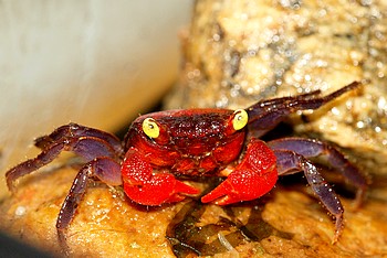 Rote Vampirkrabbe 001
