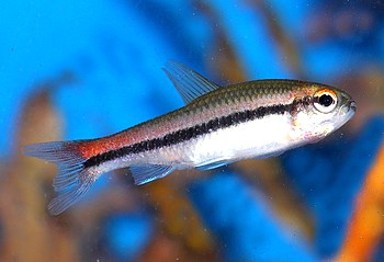 Neolebias trewavasae, Roter von Kamerun