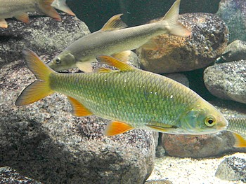 Rutilus rutilus Pltze bzw Rotauge 