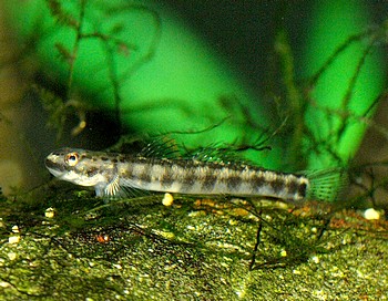 Stiphodon atropurpureus, Neon-Algengrundel