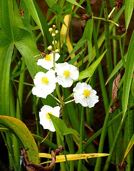 Sagittaria platyphylla, Breitblttriges Pfeilkraut