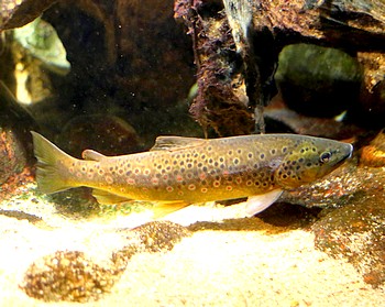 Salmo trutta Bachforelle 