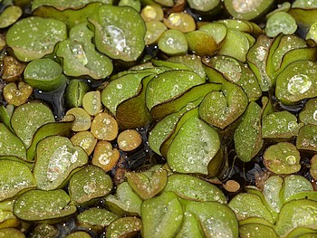 Salvinia natans Gewhnlicher Schwimmfarn