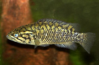 Sandelia capensis