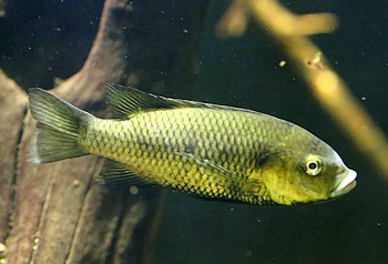 Sarotherodon linnellii 